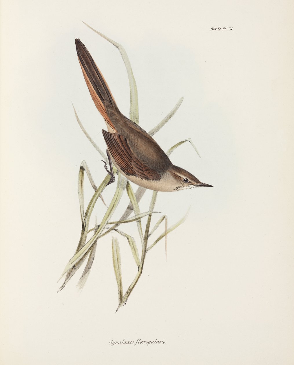 Spinetail, Etelä-Amerikka, n. 1832-1836 tekijältä John Pardon