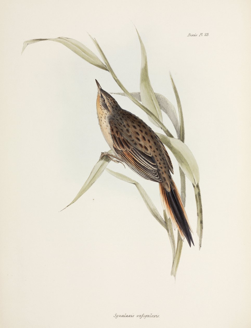 Spinetail, Etelä-Amerikka, n. 1832-1836 tekijältä John Pardon