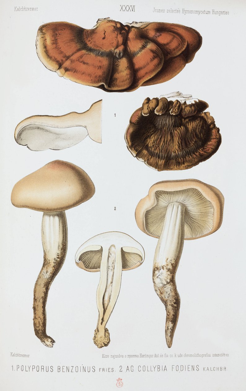 Kaksi sienityyppiä, n. 1874 tekijältä John Pardon