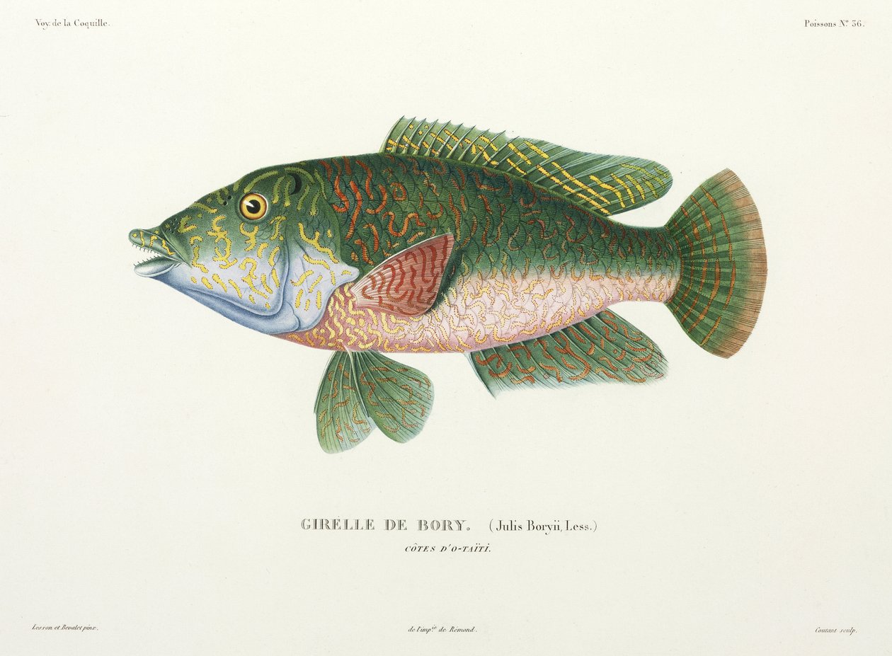 Wrasse-tyyppi, Tahiti tekijältä John Pardon