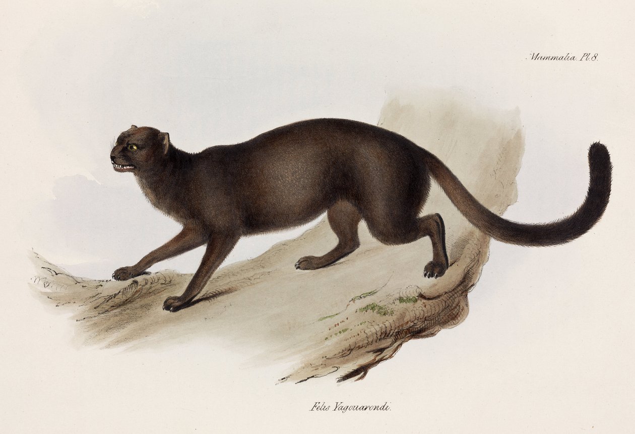 Lumikko tai saukkokissa, Etelä-Amerikka, n. 1832-1836 tekijältä John Pardon