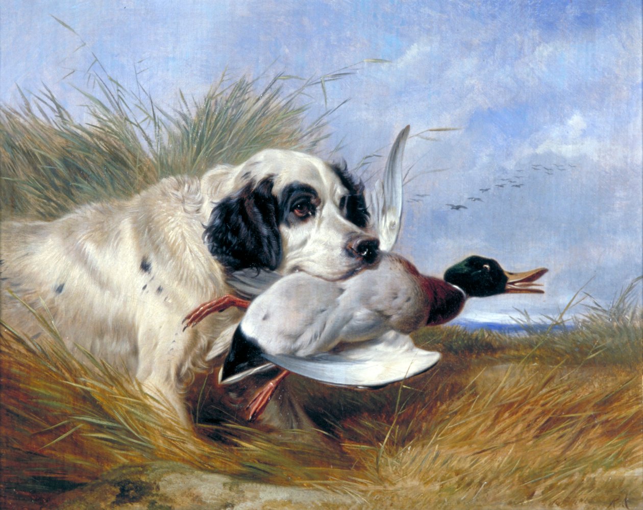 "Koira ja villi ankka", 1800-luku tekijältä Richard Ansdell