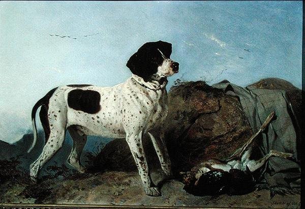 Old Jack - Pointer (öljy kankaalle) tekijältä Richard Ansdell