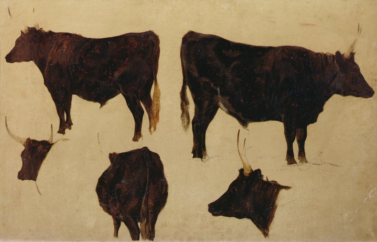 Studies of Long Horned Cattle (öljy kartongille) tekijältä Richard Ansdell