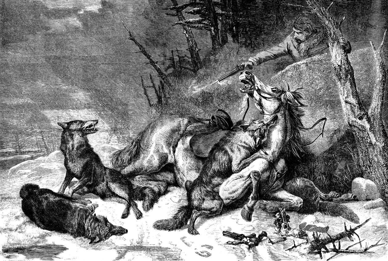 Susilauma hyökkäsi hevosen selässä matkustajan kimppuun tekijältä Richard Ansdell