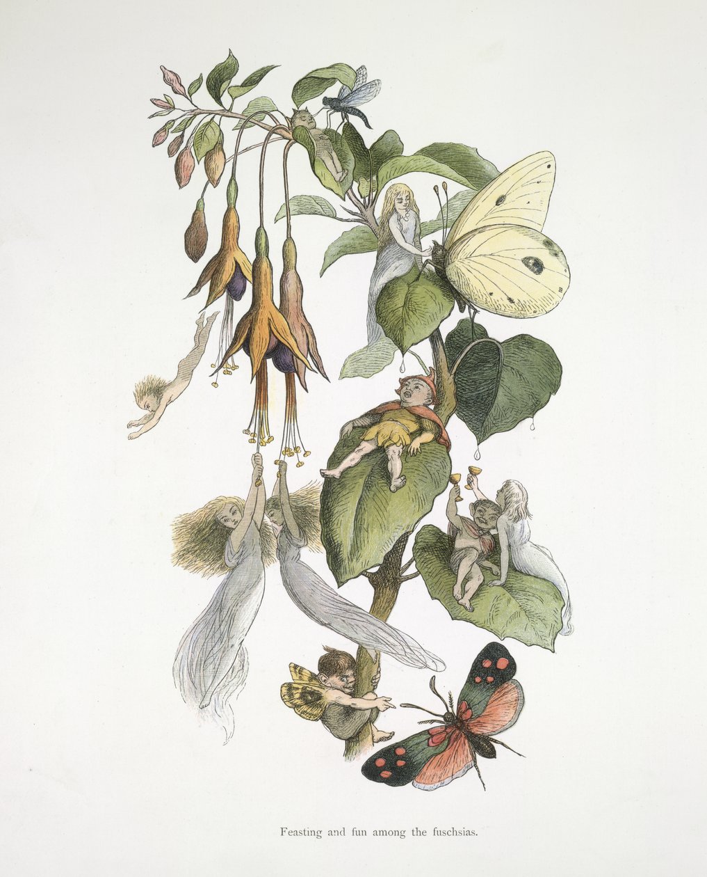 Fuschioiden parissa juhlimista ja hauskanpitoa tekijältä Richard Doyle