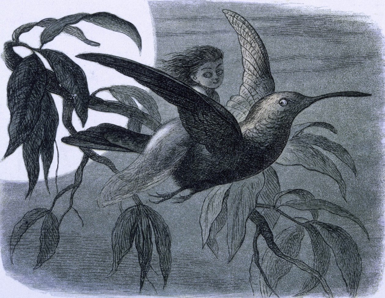 Keiju (tai nymfi) ratsastaa kolibrina. Kuvitus teoksesta "Keijumaassa. Sarja kuvia tonttumaailmasta"" Richard Doyle tekijältä Richard Doyle