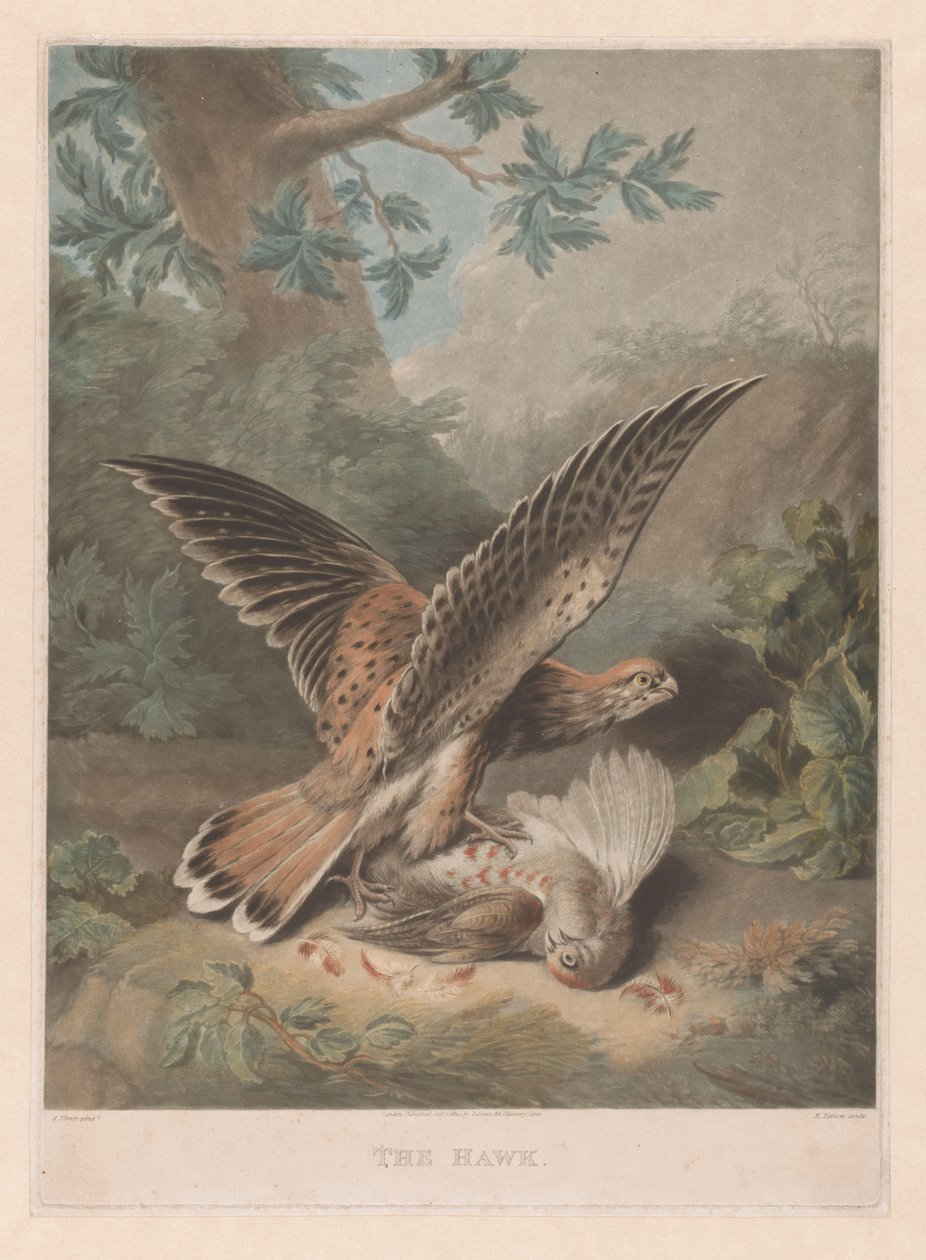 Hawk vartioi saalistaan The Hawk (otsikko esineessä) tekijältä Richard Earlom