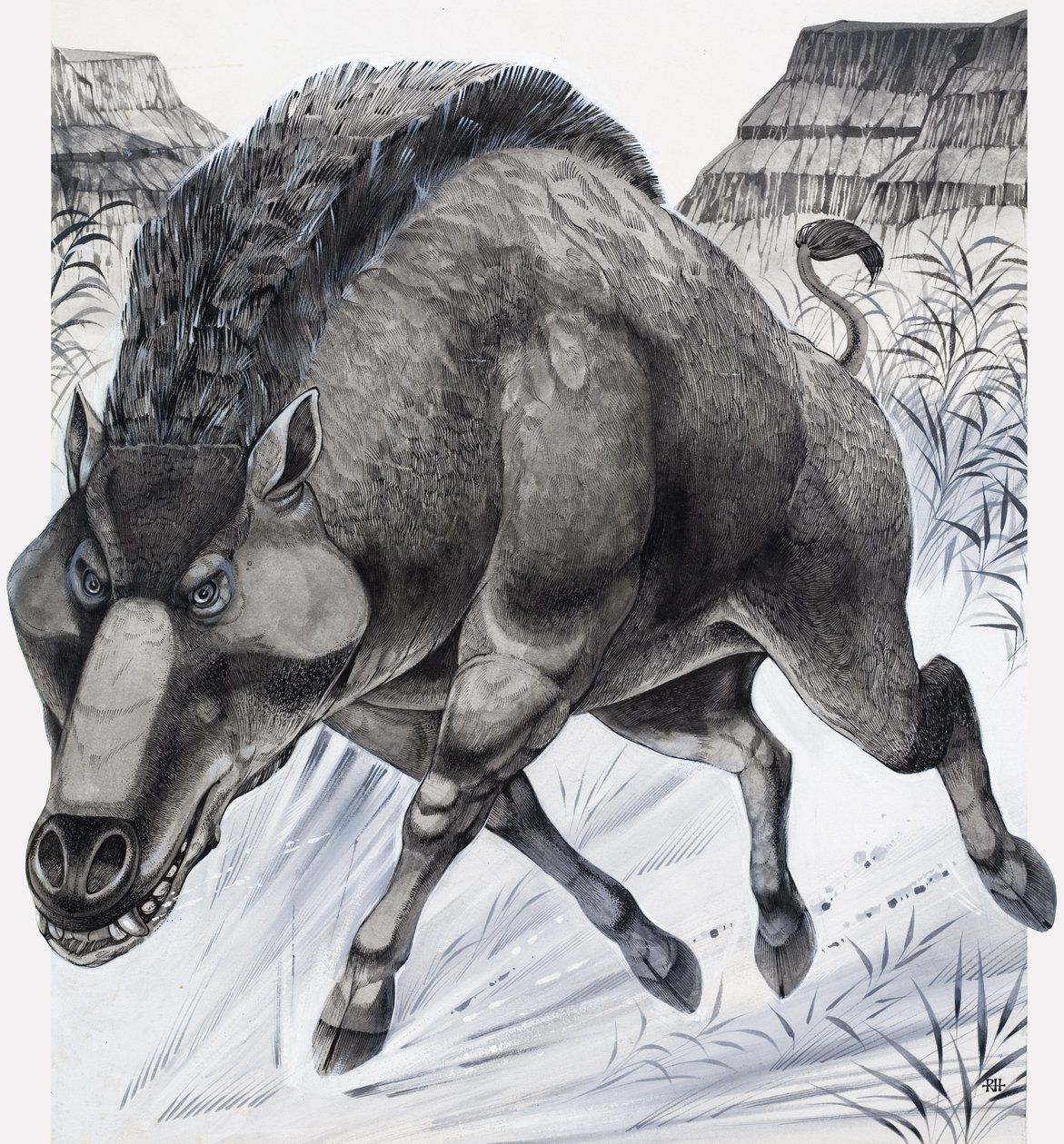 Daeodon (guassi paperille) tekijältä Richard Hook