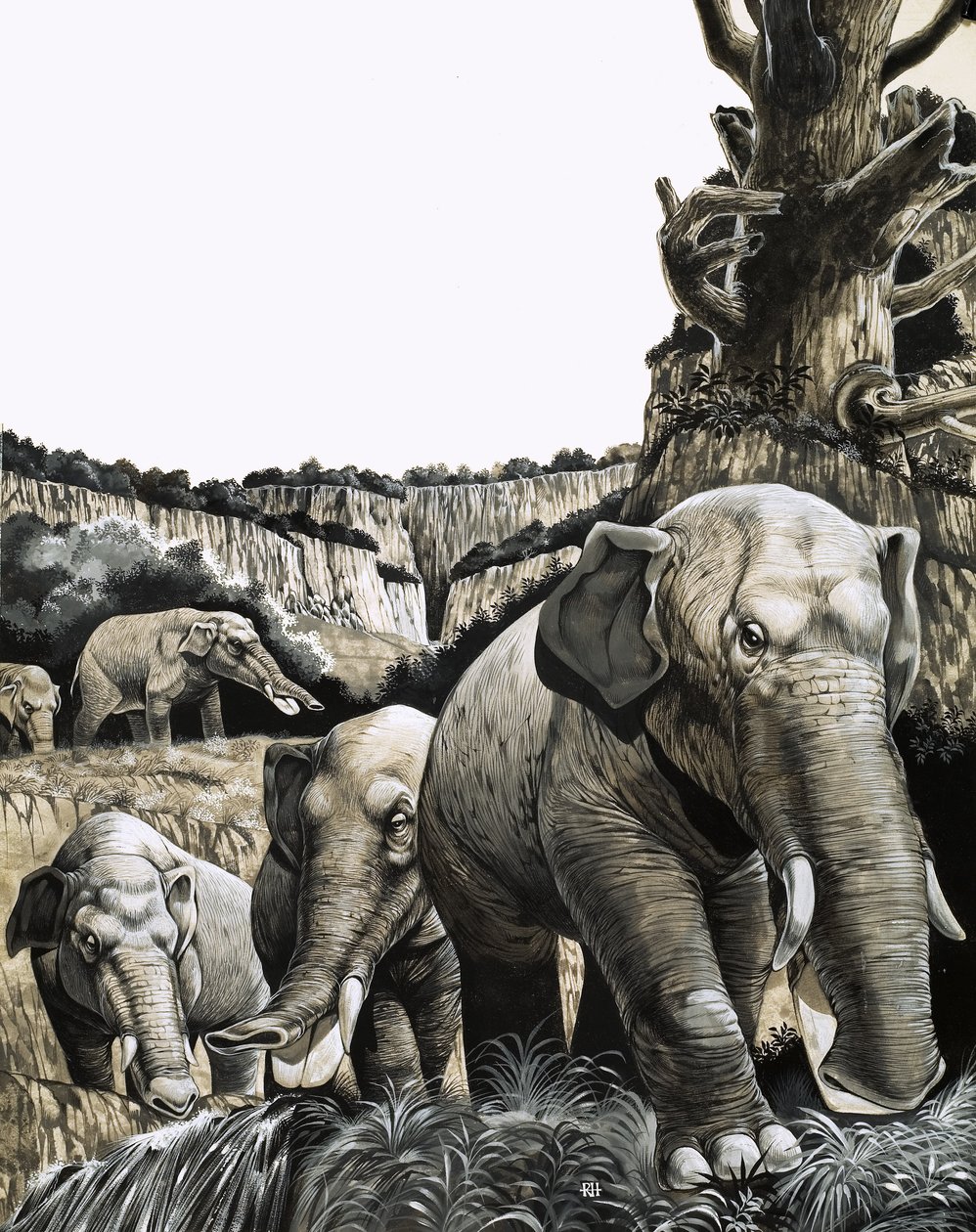 Outo Amebelodon tekijältä Richard Hook
