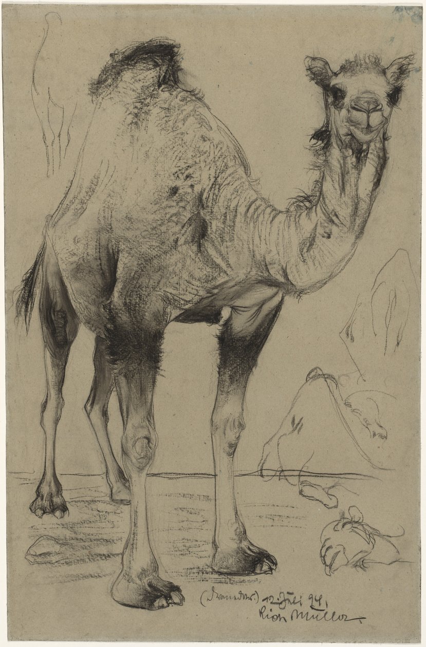 Dromedaari, 1894. tekijältä Richard Muller