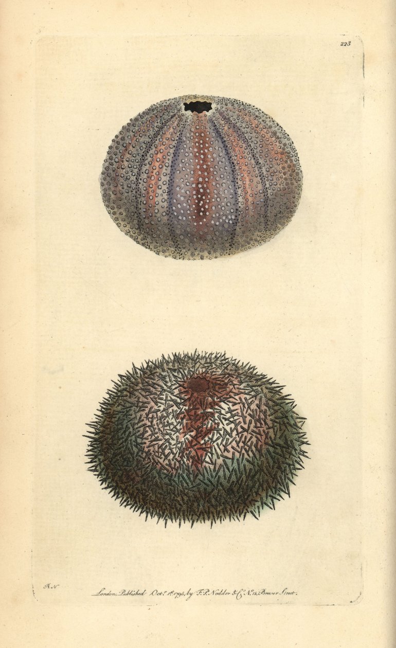 Syötävä merisiili, Echinus esculentus, George Shaw