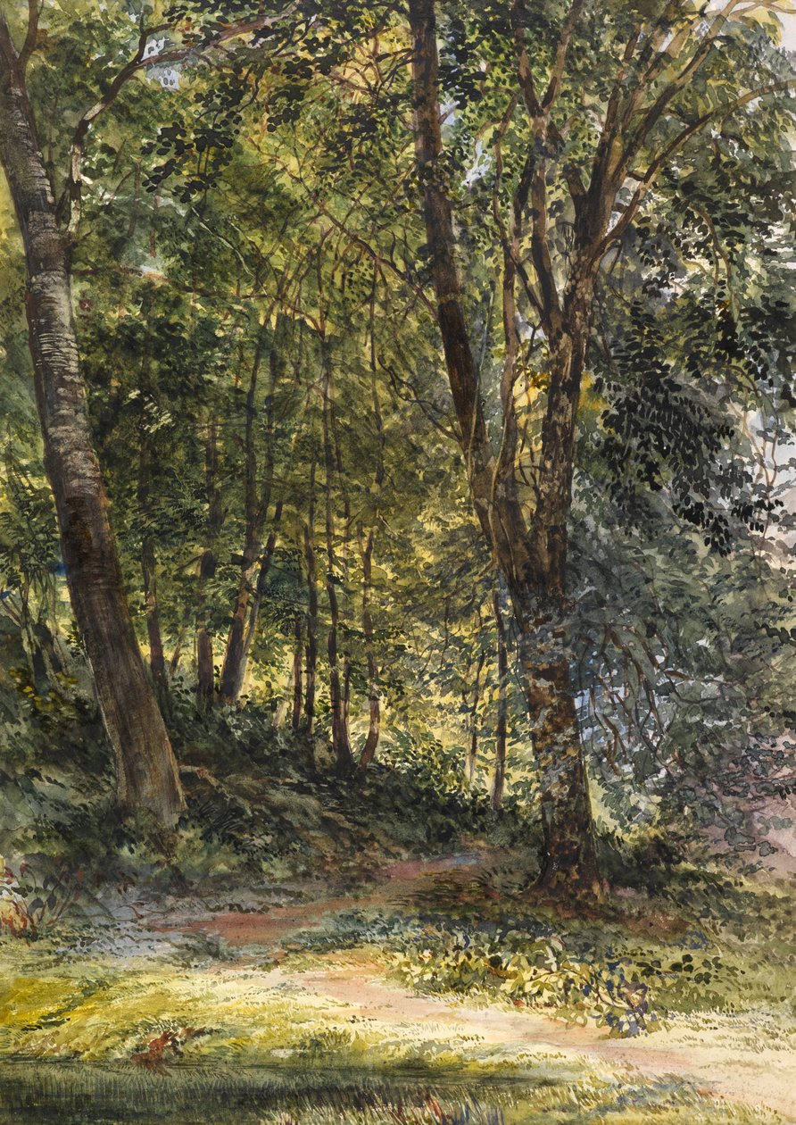 Sun Dappled Woods, Surrey (akvarelli ja vartaloväri) tekijältä Richard Redgrave