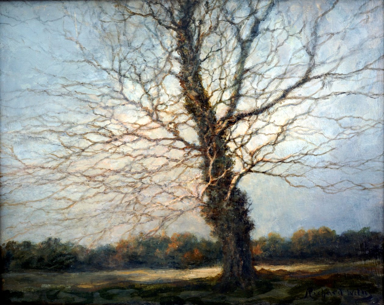 Auringon valaisema Puu tekijältä Richard Willis