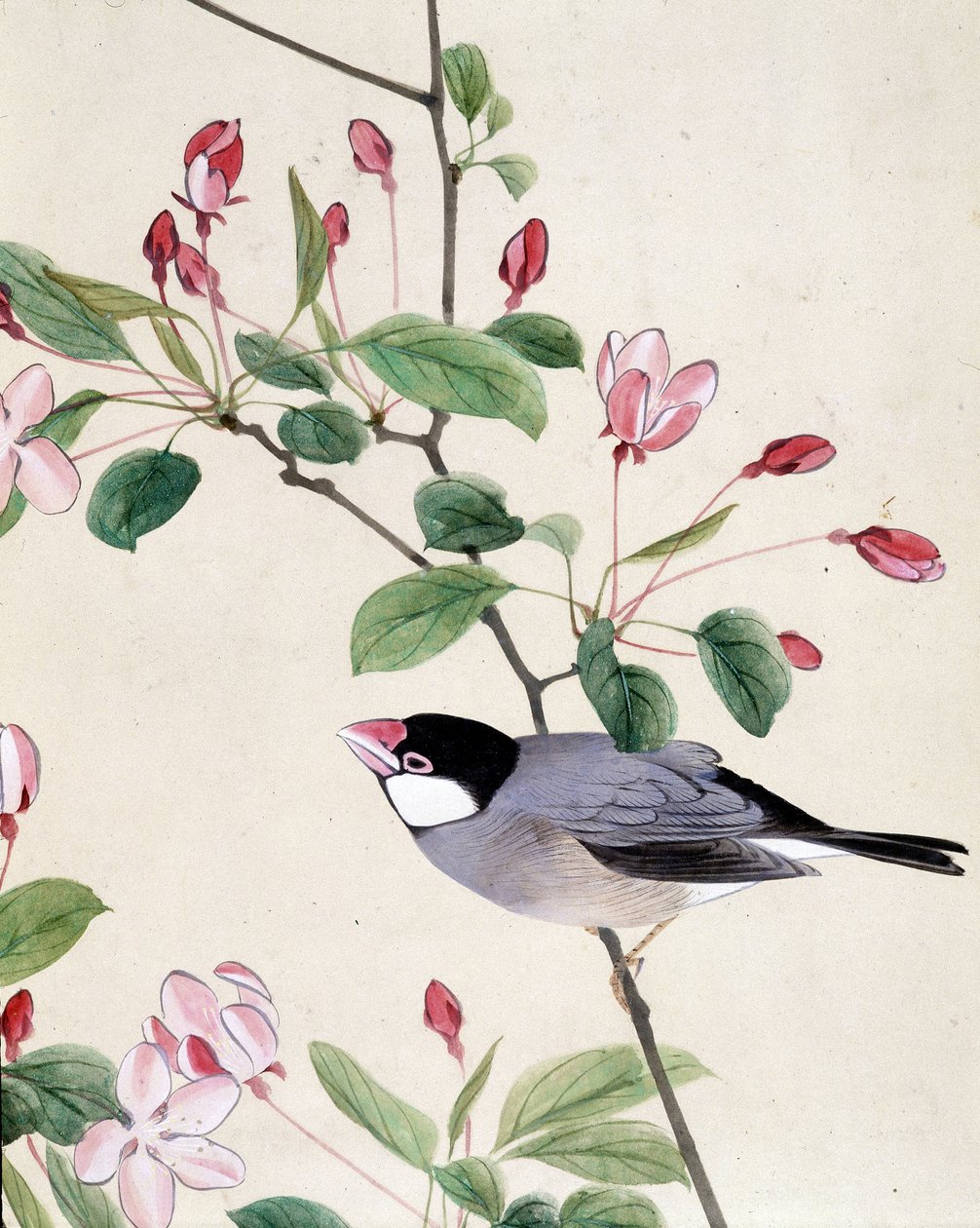 Lintu - Riou Chimin japanilainen piirros, 1800-luvun loppu tekijältä Riu Chim