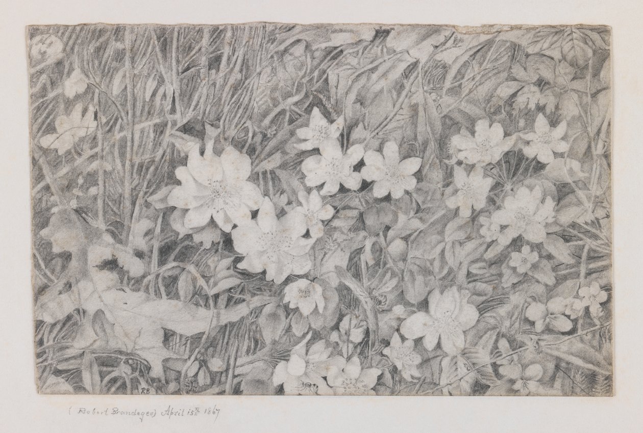 Anemones, 15. huhtikuuta 1867 (grafiittia paperille) tekijältä Robert B. Brandegee