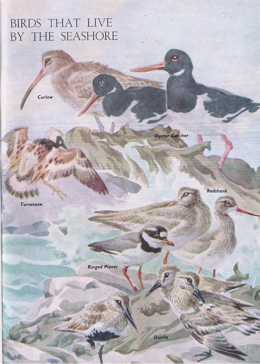 Meren rannalla elävät linnut, kuvitus Odhamsin julkaisemasta The Childrens Nature Book -kirjasta, 1958 tekijältä Robert George Talbot Kelly