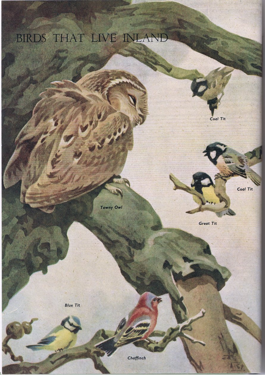 Sisämaassa elävät linnut, kuvitus Odhamsin julkaisemasta The Childrens Nature Bookista, 1958 tekijältä Robert George Talbot Kelly
