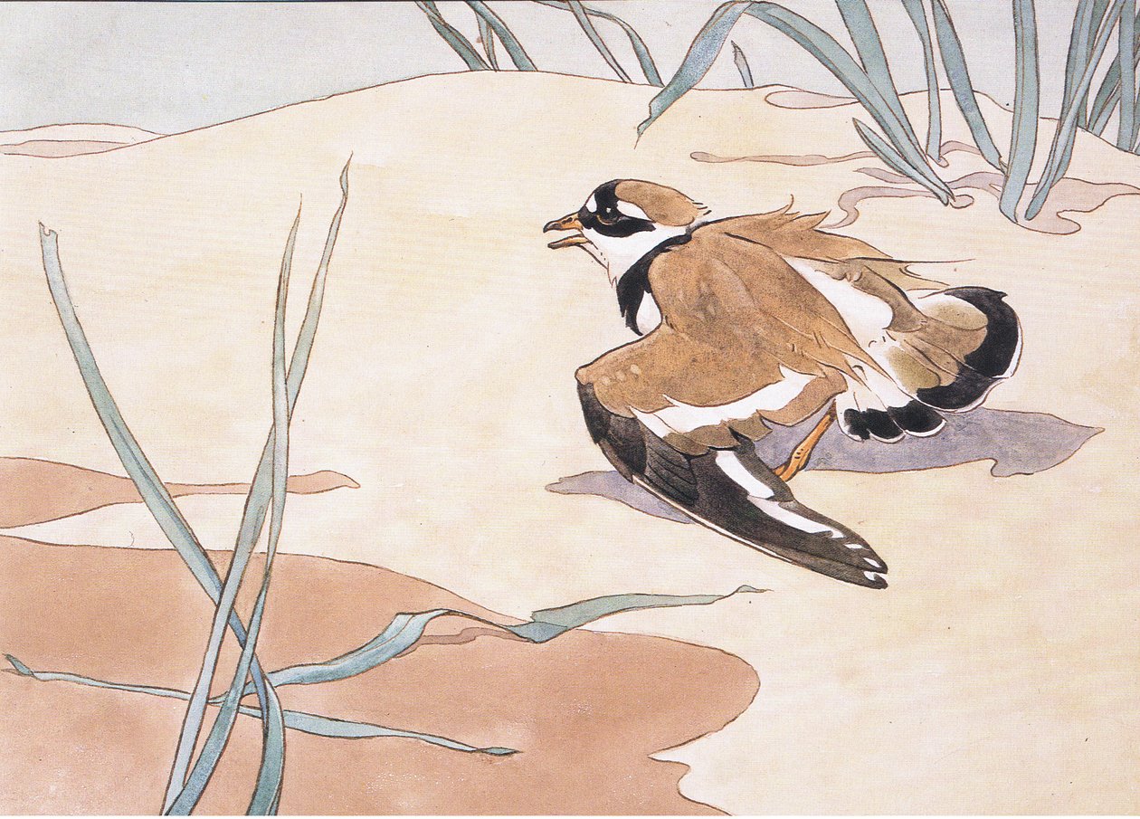 Ring Plover teeskentelee vammoja tekijältä Robert George Talbot Kelly