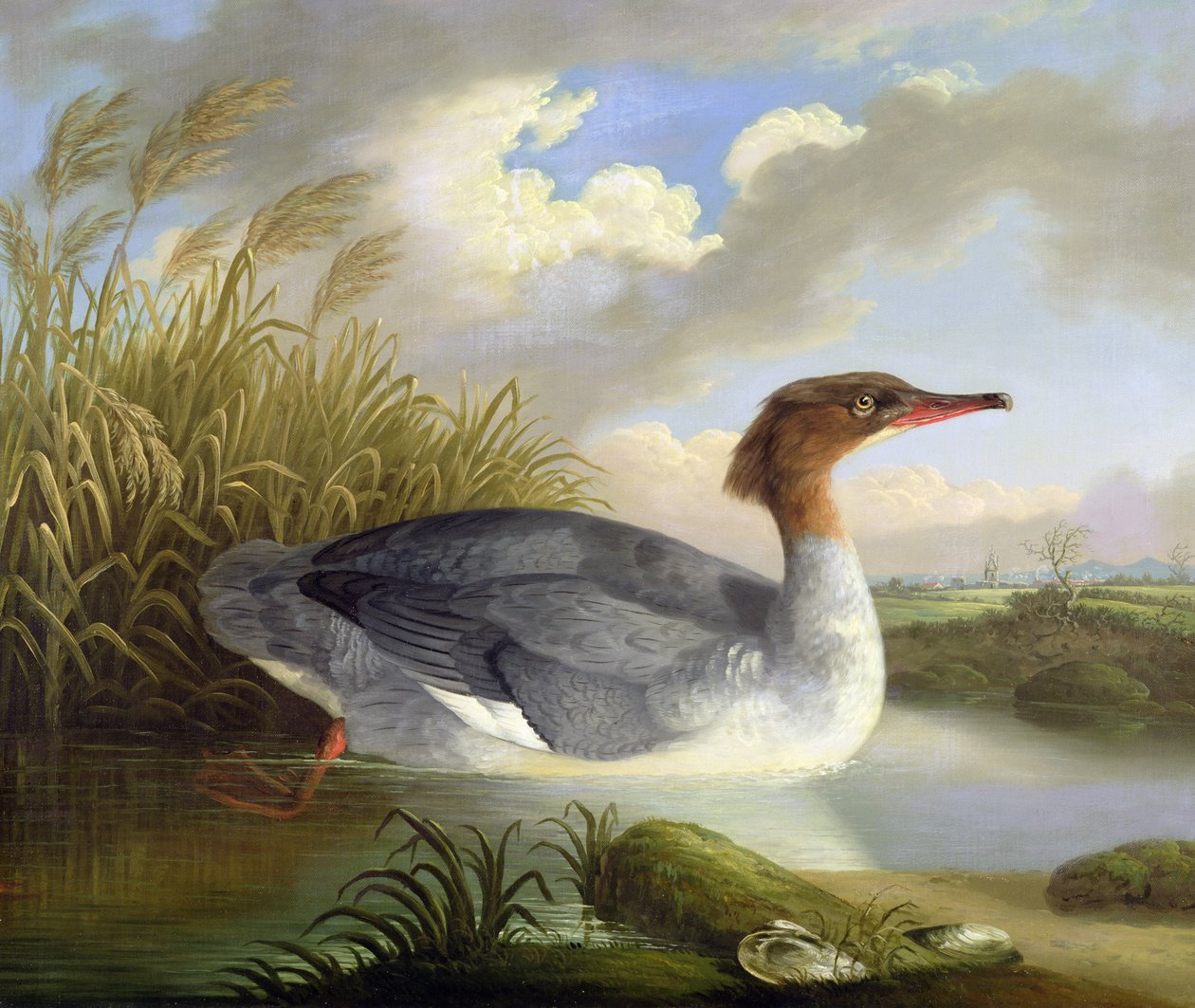 Dun Diver (Goosander) tekijältä Robert Wilkinson Padley