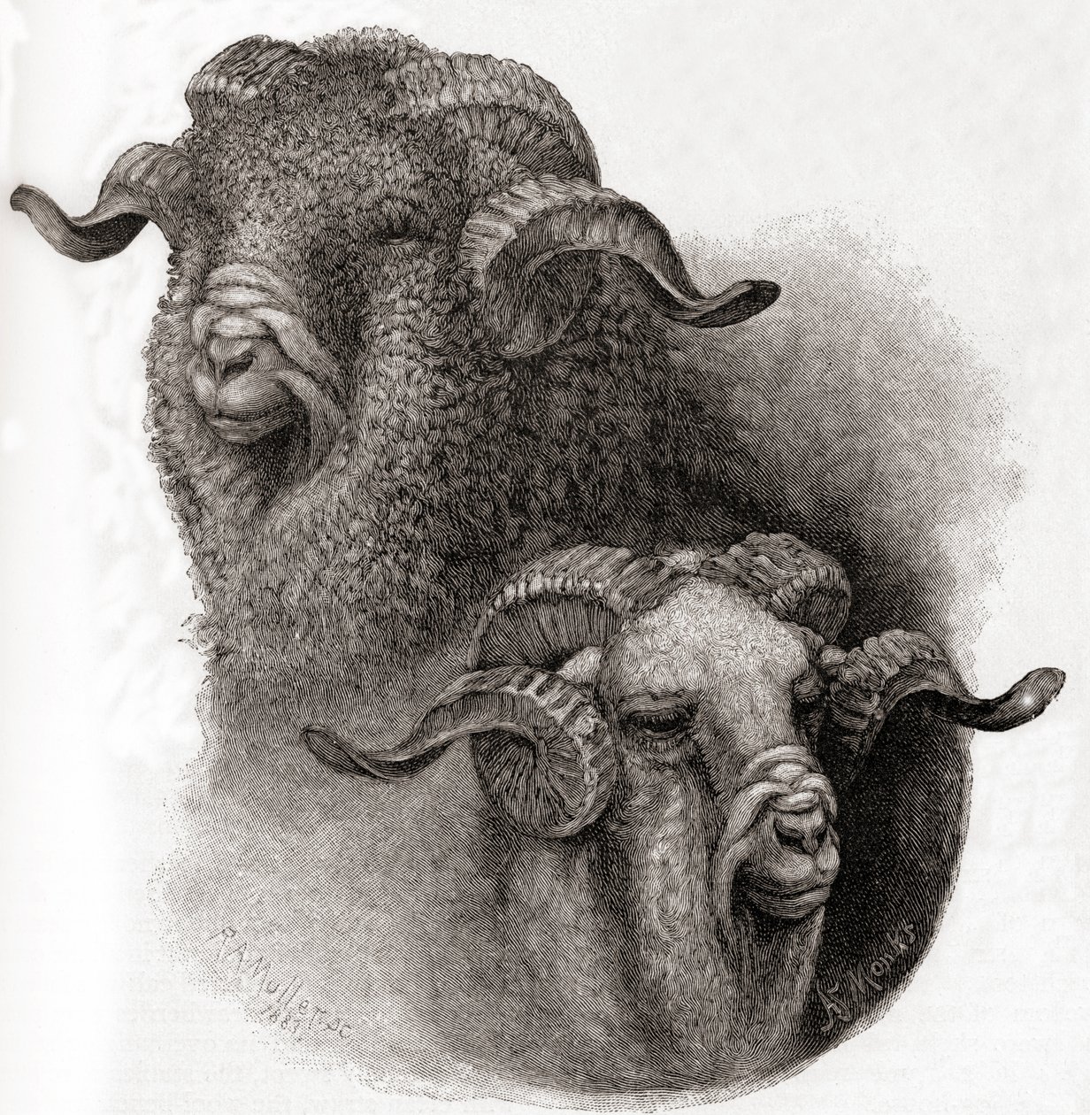 The Century Illustrated Monthly Magazine -lehden Merino-pässin johtaja vertailu ennen ja jälkeen leikkaamisen, julkaistu 1884 tekijältä Robert Antoine Muller
