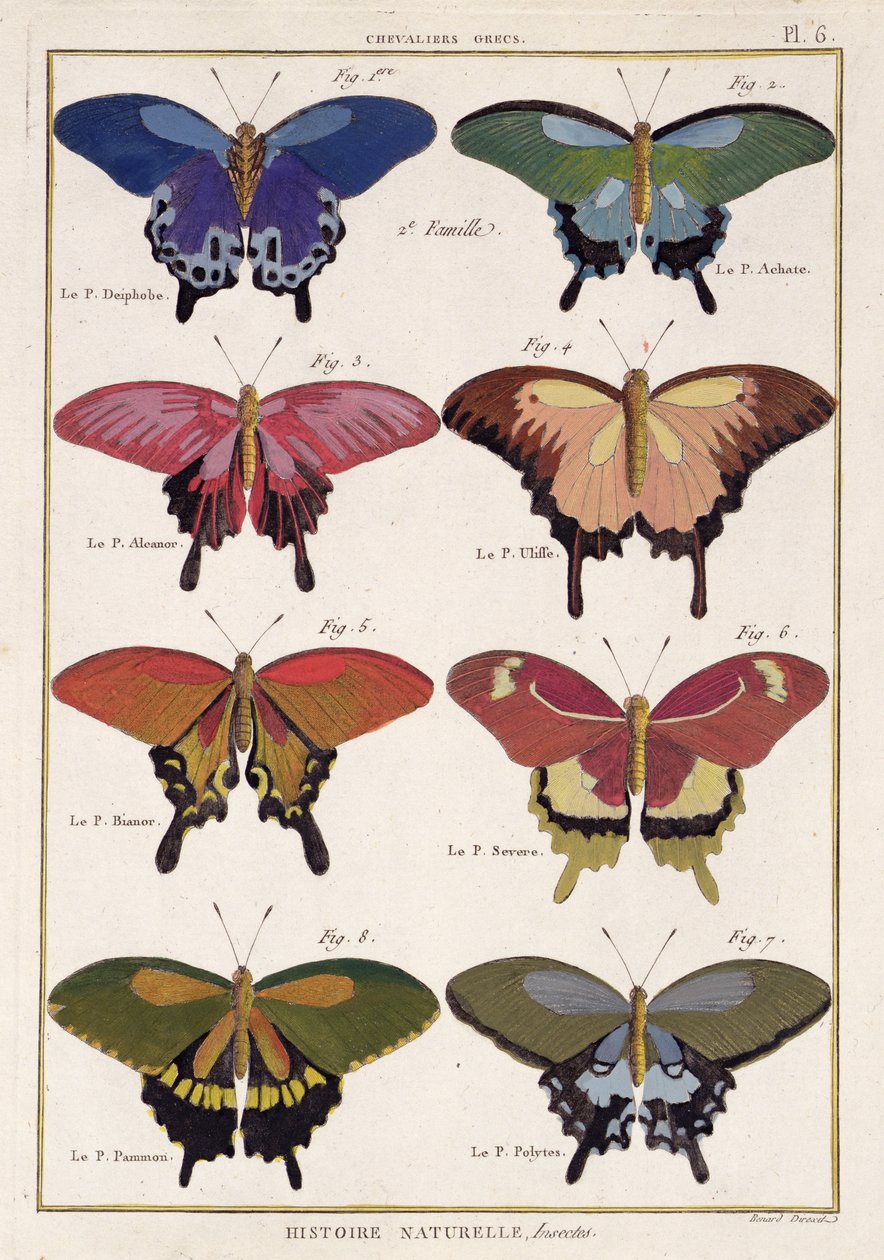 Perhosia M. Olivierin "Natural History of Insects" -kappaleesta tekijältä Robert Benard
