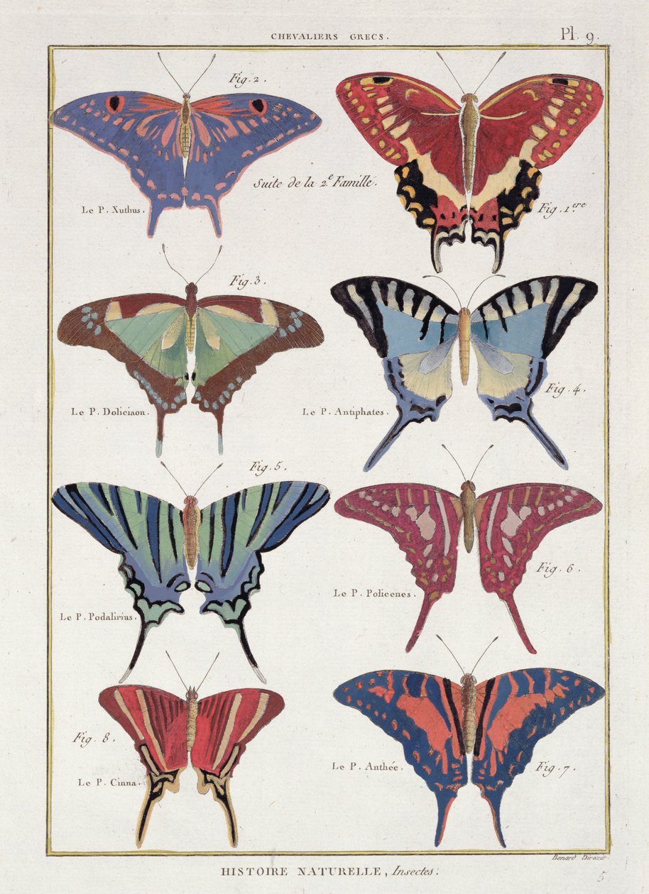 Perhosia M. Olivierin "Natural History of Insects" -kappaleesta tekijältä Robert Benard