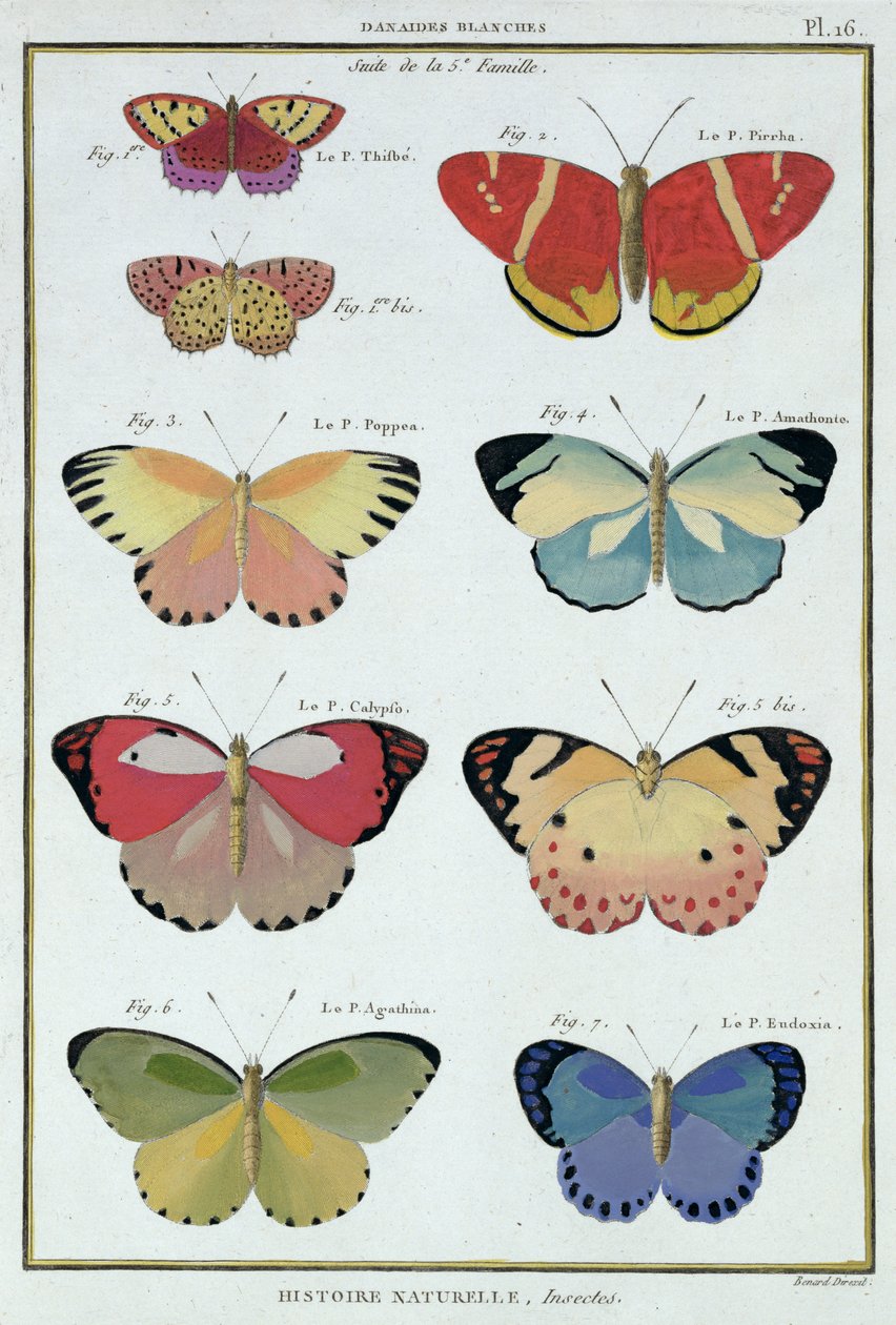 Perhosia M. Olivierin "Natural History of Insects" -kappaleesta tekijältä Robert Benard