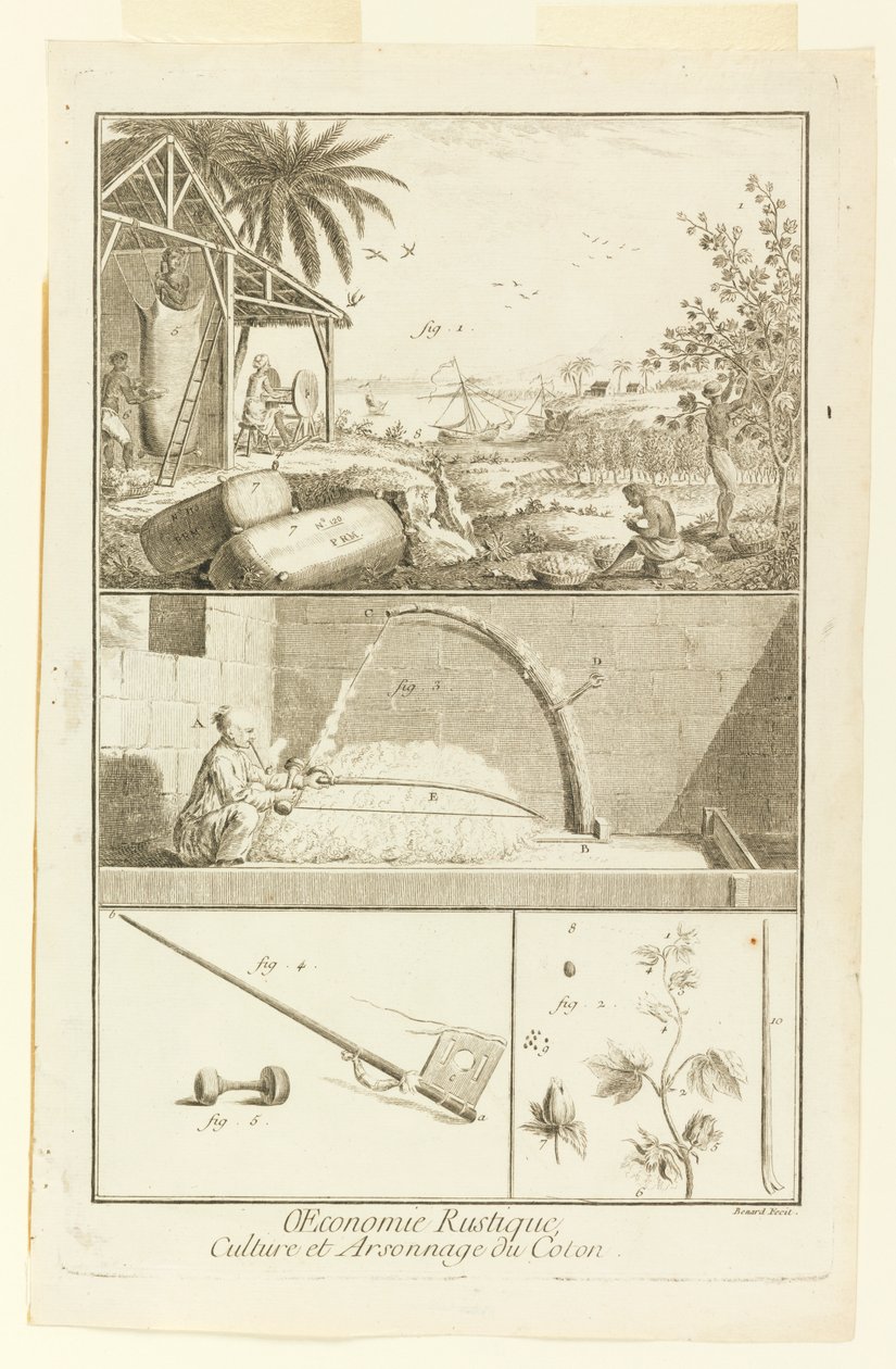 "Cultivation et Arsonnage du Coton" julkaisusta Diderot