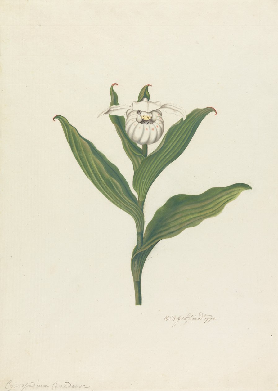 Naisten tossut (Cypripedium Canadense, Calceolus Maria) tekijältä Robert Blyth