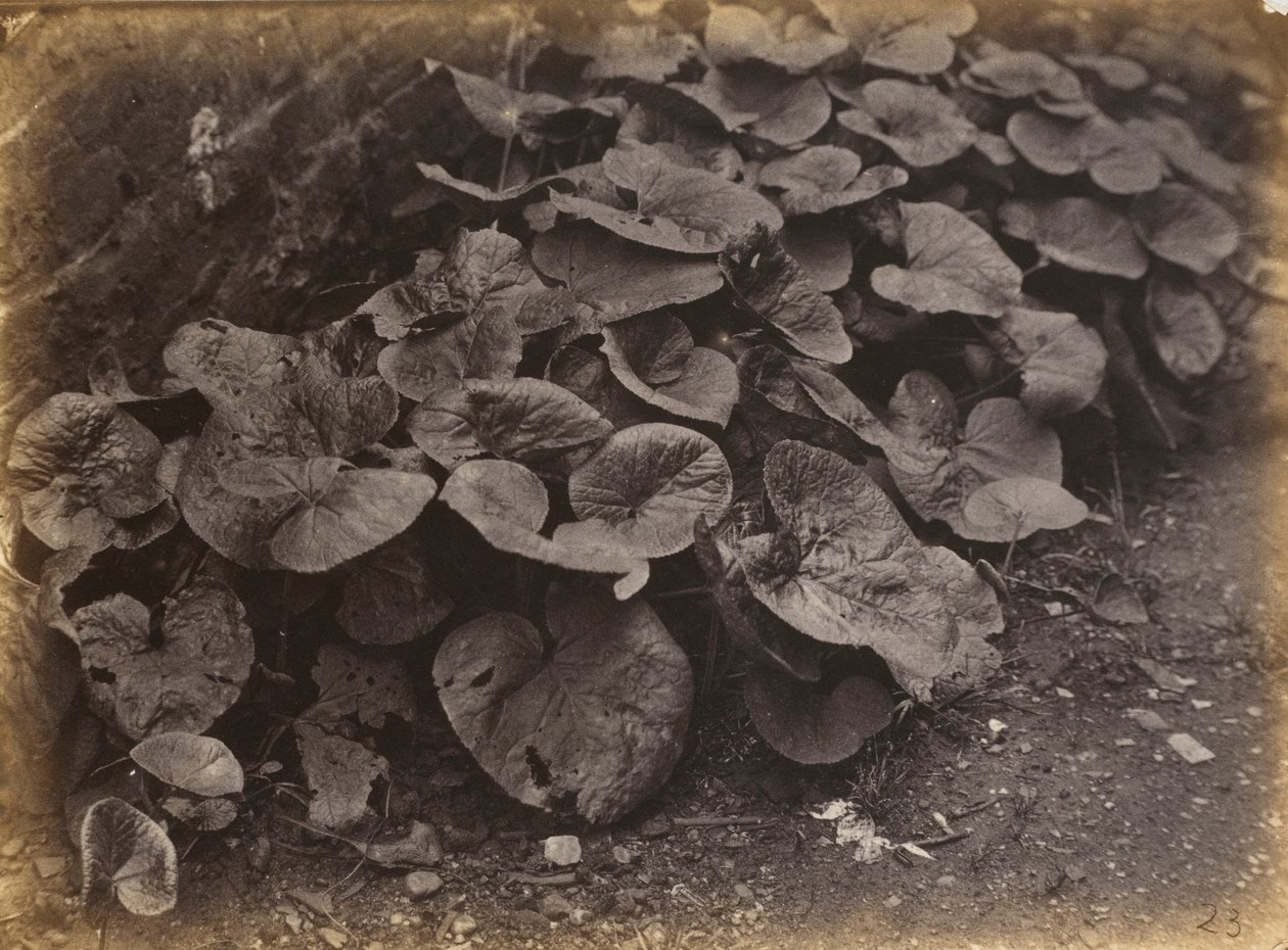 Kasvitutkimus,1860-luku (kuva) tekijältä Robert Burrows
