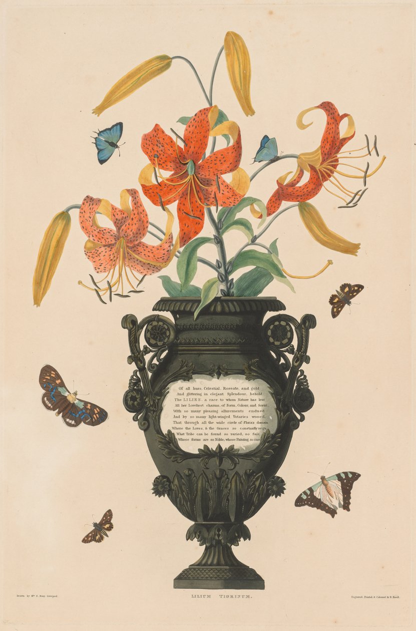 Valikoima Heksandrian kasveja, jotka kuuluvat Amaryllidae- ja Liliacae-luotoon: Tiger Lily tekijältä Robert Havell