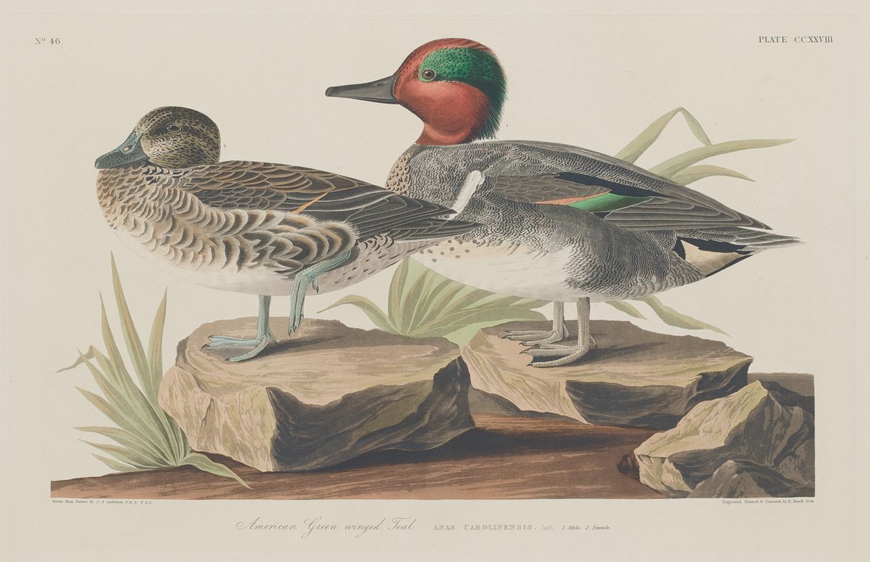 American Green-winged Taal, 1834. tekijältä Robert Havell