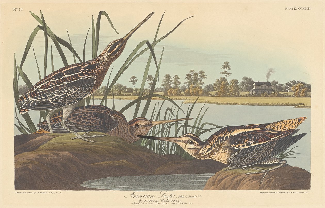 American Snipe, 1835. tekijältä Robert Havell