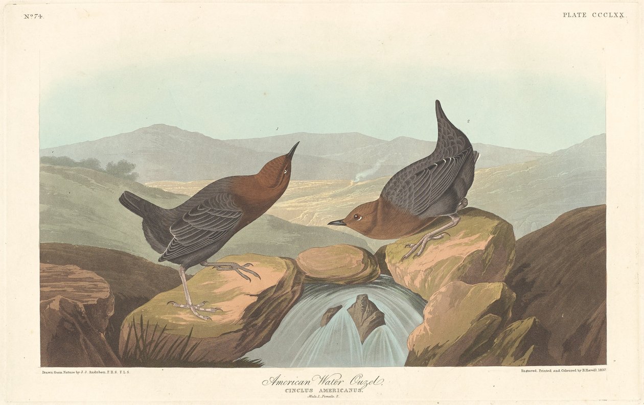 American Water Ouzel, 1837. tekijältä Robert Havell