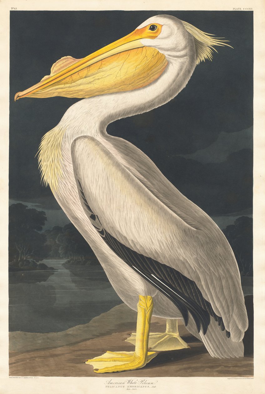 American White Pelican, 1836. tekijältä Robert Havell