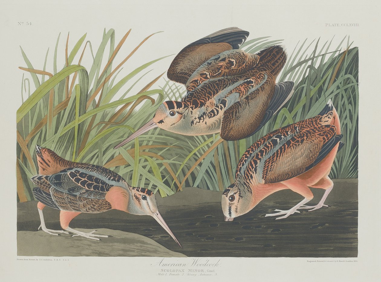 American Woodcock, 1835. tekijältä Robert Havell
