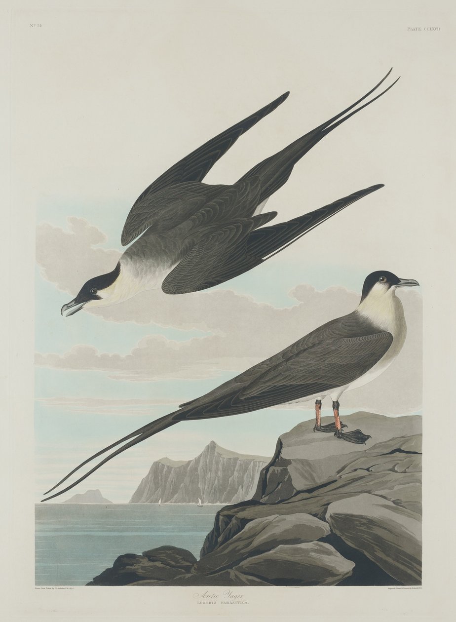 Arctic Jager, 1835. tekijältä Robert Havell
