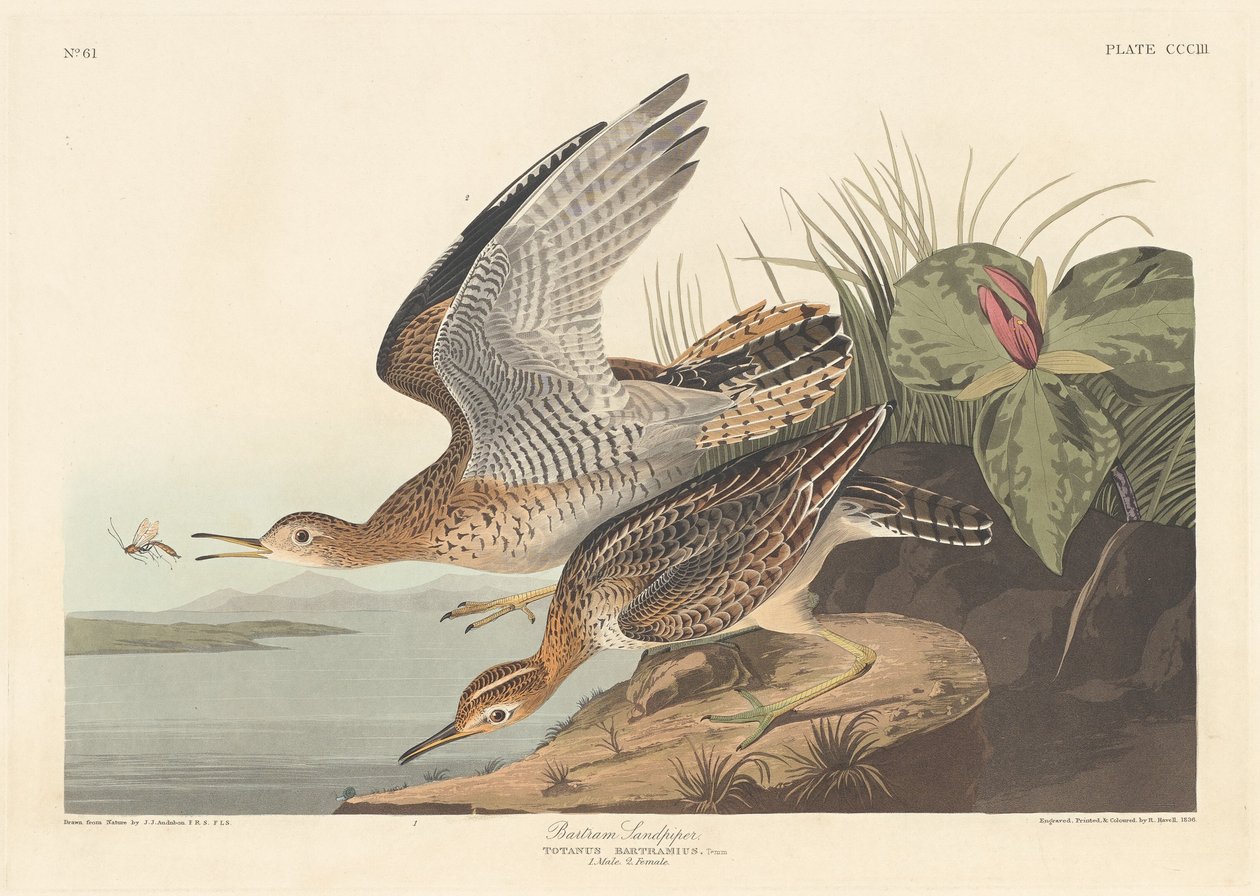 Bartram Sandpiper, 1836. tekijältä Robert Havell