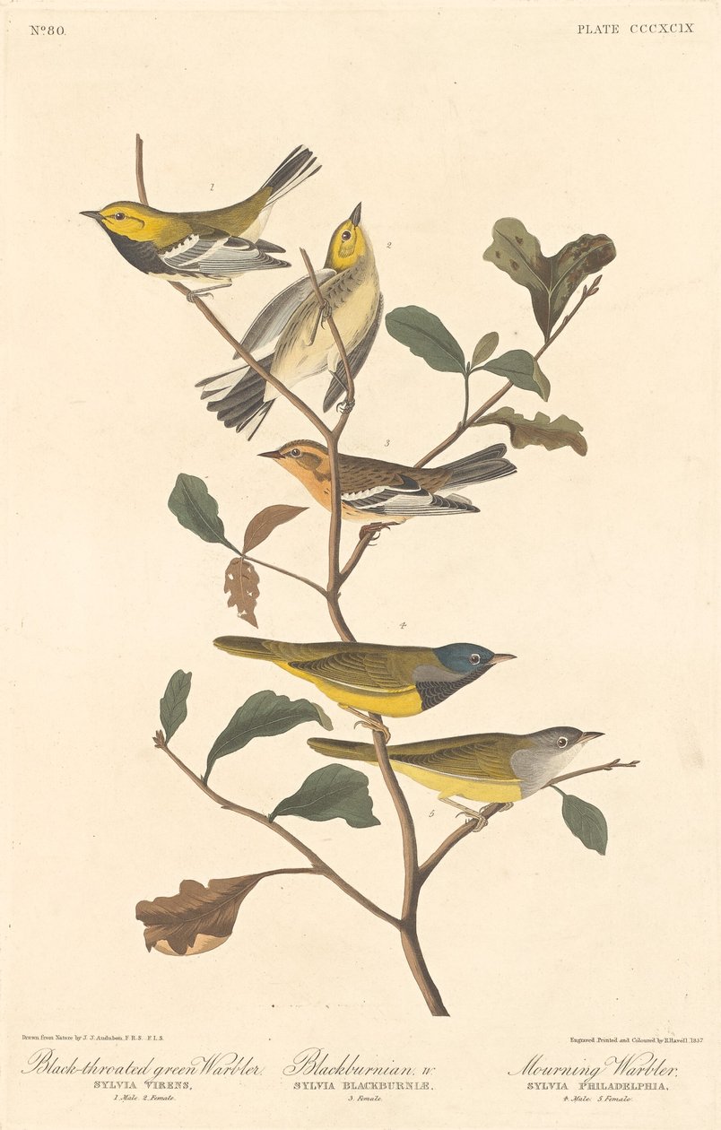 Mustakurkkuvihreä, mustakurkkukirkko ja murukirkko, 1837. tekijältä Robert Havell
