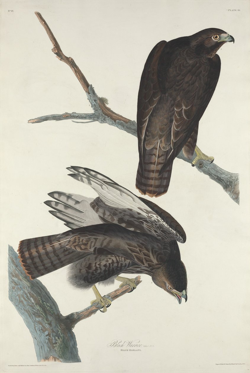 Musta soturi, 1830. tekijältä Robert Havell