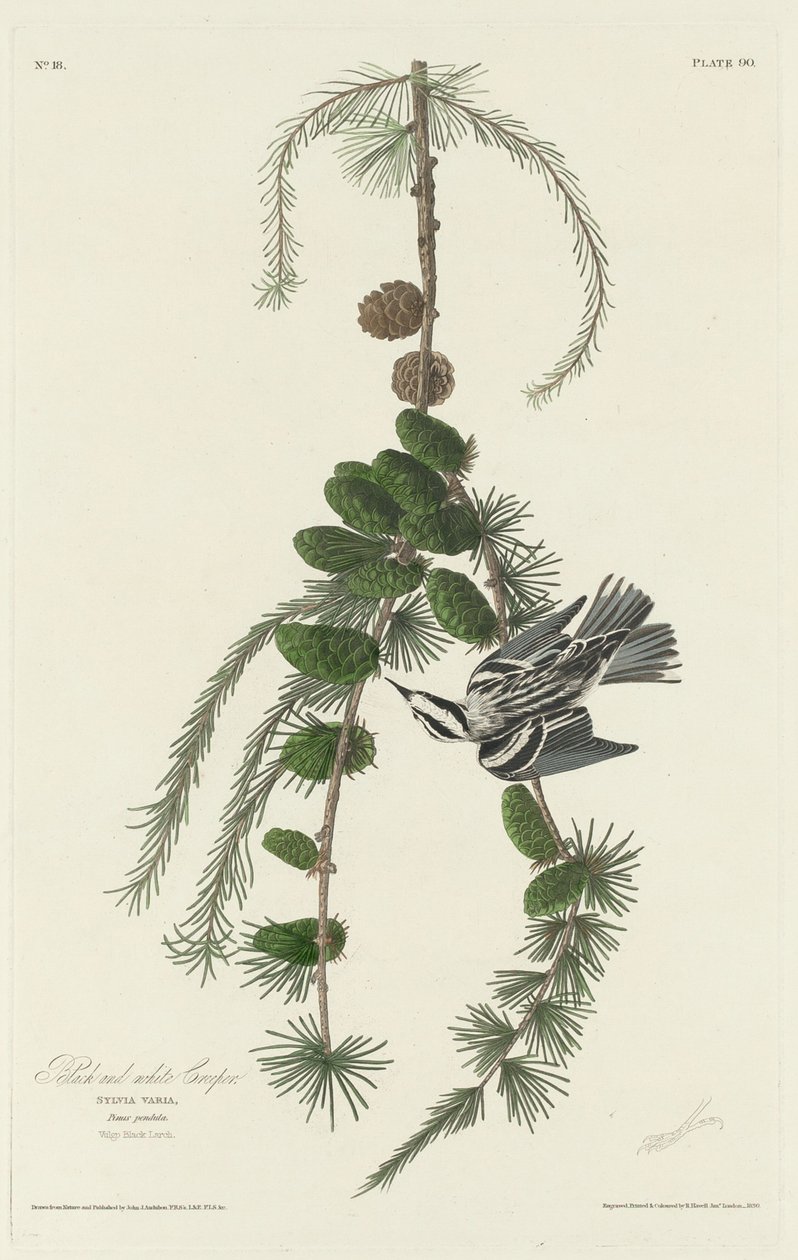 Mustavalkoinen Creeper, 1830. tekijältä Robert Havell