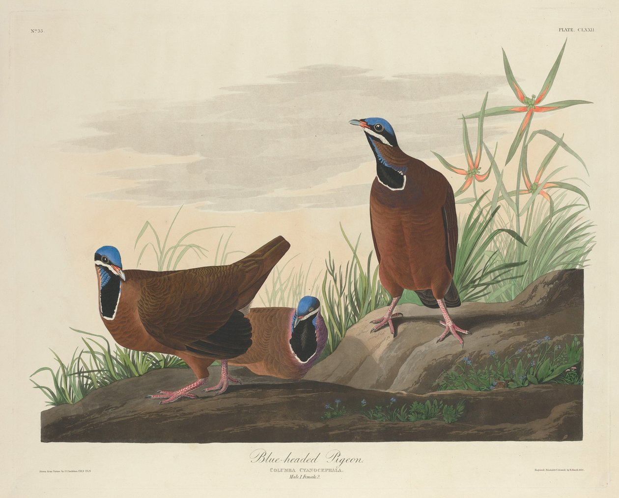 Sinipäinen kyyhkynen, 1833. tekijältä Robert Havell