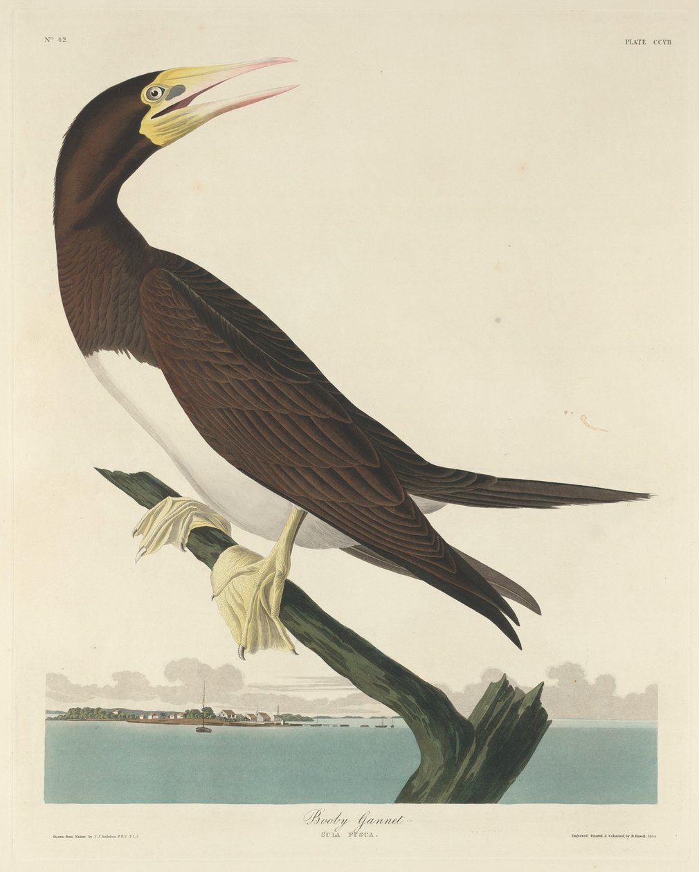 Boby Gannett, 1834. tekijältä Robert Havell