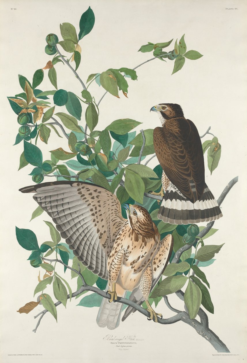 Leveäsiipinen haukka, 1830. tekijältä Robert Havell