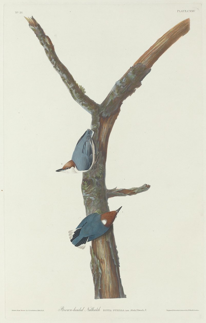 Ruskeapäinen pähkinä, 1831. tekijältä Robert Havell