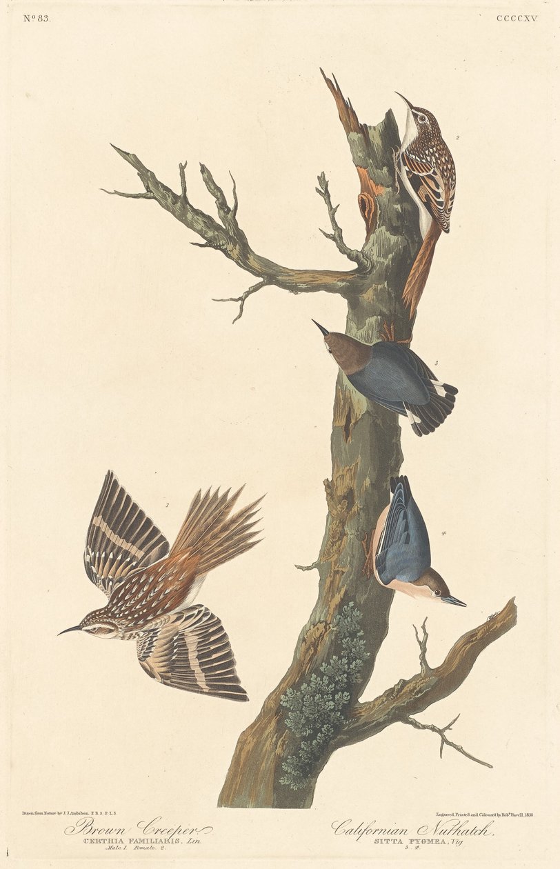 Brown Creeper ja Californian Nuthatch, 1838. tekijältä Robert Havell