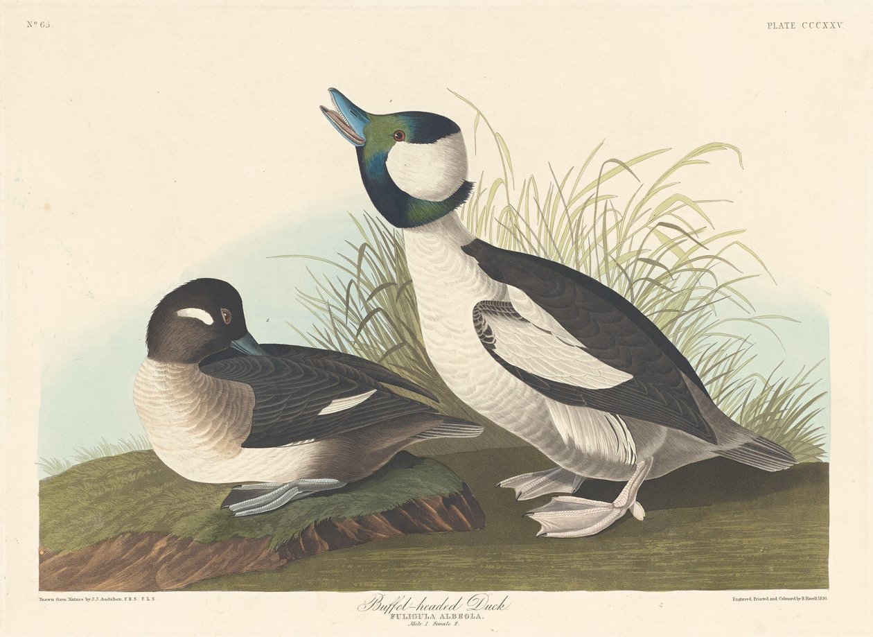 Puhvelipäinen ankka, 1836. tekijältä Robert Havell