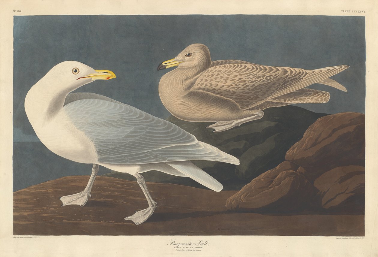 Burgomaster Gull, 1837. tekijältä Robert Havell