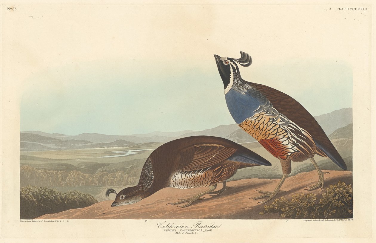 Kalifornian Partridge, 1838. tekijältä Robert Havell